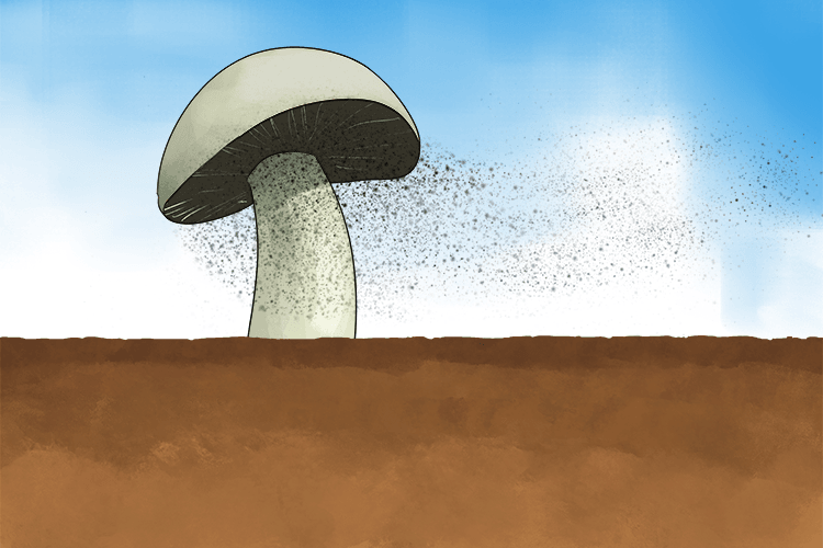 Mushrooms disperse spores into the wind